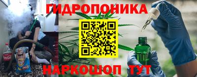 шишки Аргун